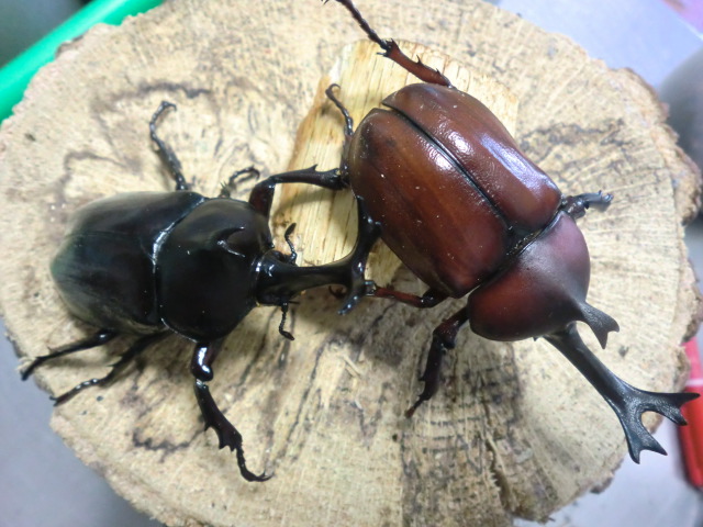 カブト虫の色が 赤 黒 となる理由は 進化の過程でできたのでしょうか カブト虫の森 長崎県 時津町 山之内豪樹のブログ