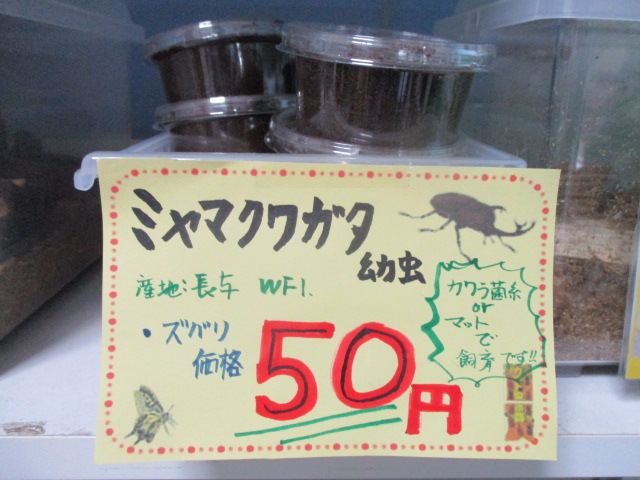 672円 お手頃価格 ナンサーミヤマクワガタ幼虫 ミャンマー産