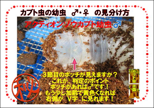 アクティオンゾウカブト幼虫販売！！ と、 幼虫飼育法 と ♂幼虫判別方 