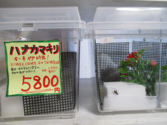 飼い 方 カマキリ カマキリの種類｜飼い方や飼育に必要なものは？